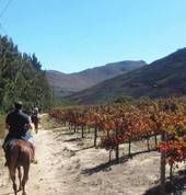 horse riding trails through the vineyards