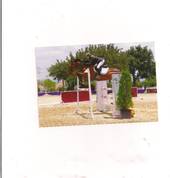 Show jumping