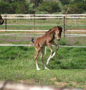 New born foal at the stables
