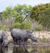 Rhinos