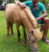 Biscuit and Sam.Biscuit is our little golden boy who loves kiddies and all the attention he can get.