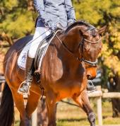 Our super horses at shows