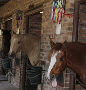 Happy ponies & horses for lesson, leasing & shows