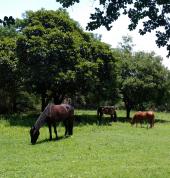 Corkscrew Willow Equestrian Chartwell Horse Riding Classes & Lessons 1_small