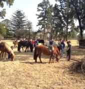 Capriole Stables Randjiesfontein Horse Riding Classes & Lessons 2_small