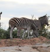 Kruger National Park Zebra