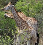 Giraffes in Kruger National Park