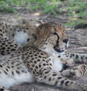 Cheetah Kruger National Park