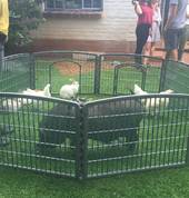 Pony Parties and Farmyard Friends Ruimsig Horse Riding Classes & Lessons 2_small