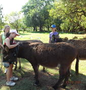 Farm animals: Cow, calves, chickens, geese, pigs, donkeys, horses, ponies and sheep.