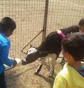Bottle feeding the baby calf
