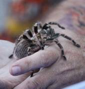 Scar Animal Show Pretoria City Zoos 1_small