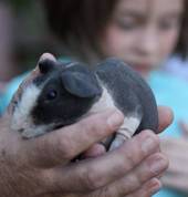 Scar Animal Show Pretoria City Zoos 2_small