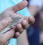 Scar Animal Show Pretoria City Zoos 3_small