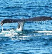 ATC African Travel Concept- South African Holidays and Tours Arcadia Centre Tours 1_small