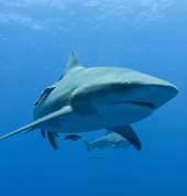 Bull (Zambezi) shark on Protea Banks.