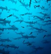 Shoaling Hammerhead sharks on Protea Banks.