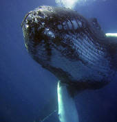 Humpback Whales on Protea Banks.