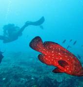 Aquatastic Scuba Diving School Eden Glen Diving Classes & Lessons 2_small