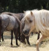 Meet the Minis Derdepoortpark Outdoor & Adventure School Holiday Activities 1_small