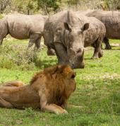 Rhino & Lion Park Tours