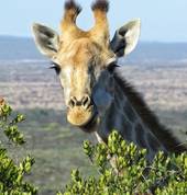 Our giraffes are our main attraction