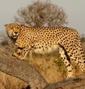 Kruger National Park Safaris