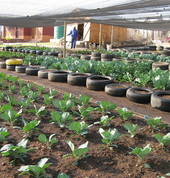 Ratang Bana Food Garden- Alexandra, Johannesburg