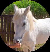 Perdletiek Equinastix Kakamas Horse Riding Classes & Lessons 1_small