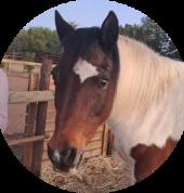 Perdletiek Equinastix Kakamas Horse Riding Classes & Lessons 2_small