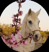 Perdletiek Equinastix Kakamas Horse Riding Classes & Lessons 3_small