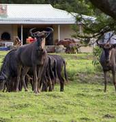 Eastern Cape Guest Farm and Eco centre East London City Tours 1_small