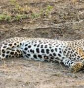 4-Day Safari & Private Reserve Highlight