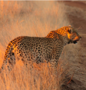 Safaria | Kruger Park Safaris` White River Game Reserves 3_small