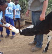 Feeding the calf
