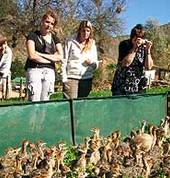 We are a working Ostrich Farm in season