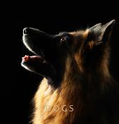 Dog Photography
