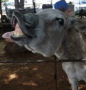 Meet Leah our Donkey