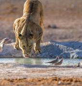 Namibia Travels Trip Tours and Safaris Cape Town City Family Holidays 3_small