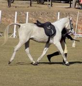 Sudrah Riding School Upington City Horse Riding Classes & Lessons 4_small