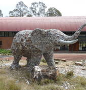 Adamo our elephant sculpture, created by Andries Botha