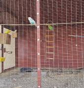 budgies and parrots