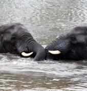 Elephant Sanctuary Hartbeespoort Game Reserves 1_small