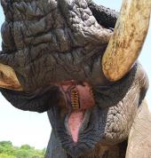 Elephant Sanctuary Hartbeespoort Game Reserves 2_small