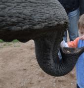 Elephant Sanctuary Hartbeespoort Game Reserves 3_small