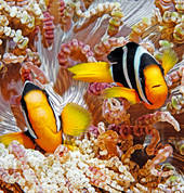 We have to have Nemo