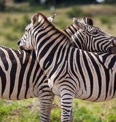 Beckmanns Tours & Safaris Junior Ranger Camp Grahamstown City Outdoor & Adventure School Holiday Activities 3_small