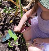 Children learn gardening handson