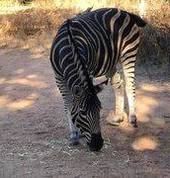 Unathi Horseback Trails Brits City Game Reserves 2_small