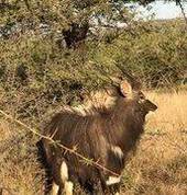 Unathi Horseback Trails Brits City Game Reserves 3_small